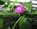 Нажмите на изображение для увеличения.

Название:	Aptenia_cordifolia.jpg
Просмотров:	179
Размер:	48.1 Кб
ID:	319544