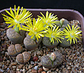 Нажмите на изображение для увеличения.

Название:	Lithops_bromfieldii_insularis_C043.jpg
Просмотров:	168
Размер:	106.1 Кб
ID:	319545