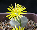 Нажмите на изображение для увеличения.

Название:	Lithops_dinteri_brevis.jpg
Просмотров:	187
Размер:	87.5 Кб
ID:	319546