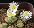 Нажмите на изображение для увеличения.

Название:	Lithops_fulviceps_Aurea.jpg
Просмотров:	169
Размер:	90.3 Кб
ID:	319547