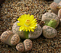 Нажмите на изображение для увеличения.

Название:	Lithops_gesinae.jpg
Просмотров:	189
Размер:	96.4 Кб
ID:	319548