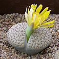 Нажмите на изображение для увеличения.

Название:	Lithops_hookeri_dabneri_C085.jpg
Просмотров:	151
Размер:	106.7 Кб
ID:	319549