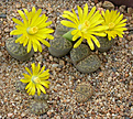 Нажмите на изображение для увеличения.

Название:	Lithops_bromfieldii_insularis_C042.jpg
Просмотров:	146
Размер:	150.1 Кб
ID:	319560