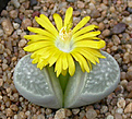 Нажмите на изображение для увеличения.

Название:	Lithops_geyeri_hillii_C233.jpg
Просмотров:	152
Размер:	101.7 Кб
ID:	319561