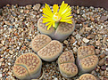 Нажмите на изображение для увеличения.

Название:	Lithops_hookeri_C340.jpg
Просмотров:	176
Размер:	115.0 Кб
ID:	319562