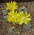 Нажмите на изображение для увеличения.

Название:	Lithops_lesliei_venteri.jpg
Просмотров:	170
Размер:	151.9 Кб
ID:	319563