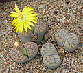 Нажмите на изображение для увеличения.

Название:	Lithops_schwantesii_C143B.jpg
Просмотров:	168
Размер:	135.7 Кб
ID:	319564