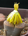 Нажмите на изображение для увеличения.

Название:	Lithops_fulviceps_C266.jpg
Просмотров:	153
Размер:	81.2 Кб
ID:	319570