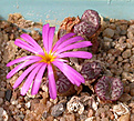 Нажмите на изображение для увеличения.

Название:	Conophytum_luckhoffii.jpg
Просмотров:	155
Размер:	123.4 Кб
ID:	319571