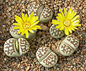 Нажмите на изображение для увеличения.

Название:	Lithops_dorotheae_C300.jpg
Просмотров:	178
Размер:	158.7 Кб
ID:	319573