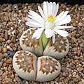 Нажмите на изображение для увеличения.

Название:	Lithops_julii_fuscous.jpg
Просмотров:	132
Размер:	125.7 Кб
ID:	319575