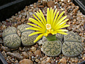 Нажмите на изображение для увеличения.

Название:	Lithops_lesliei_Kimberley_form_C341.jpg
Просмотров:	147
Размер:	111.5 Кб
ID:	319576