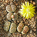 Нажмите на изображение для увеличения.

Название:	Lithops_dorotheae_C124.jpg
Просмотров:	146
Размер:	163.1 Кб
ID:	319580