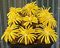 Нажмите на изображение для увеличения.

Название:	Lithops_bromfieldii_v_mennellii_IMG_8972.jpg
Просмотров:	130
Размер:	103.7 Кб
ID:	319585