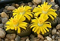 Нажмите на изображение для увеличения.

Название:	Lithops_bromfieldii_v_insularis_C42_IMG_8978.jpg
Просмотров:	142
Размер:	69.3 Кб
ID:	319587
