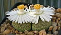 Нажмите на изображение для увеличения.

Название:	Lithops_fulviceps_cv_Aurea_C363_IMG_8991.jpg
Просмотров:	141
Размер:	57.8 Кб
ID:	319588
