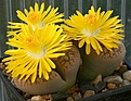 Нажмите на изображение для увеличения.

Название:	Lithops_gesinae_v_annae_C78_IMG_8983.jpg
Просмотров:	132
Размер:	72.9 Кб
ID:	319589