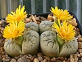 Нажмите на изображение для увеличения.

Название:	Lithops_werneri_C188_IMG_8999.jpg
Просмотров:	135
Размер:	77.2 Кб
ID:	319590