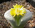 Нажмите на изображение для увеличения.

Название:	Lithops_meyeri_C212.jpg
Просмотров:	178
Размер:	87.5 Кб
ID:	319596