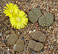 Нажмите на изображение для увеличения.

Название:	Lithops_bromfieldii_glaudinae_C382.jpg
Просмотров:	179
Размер:	153.1 Кб
ID:	319600
