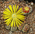 Нажмите на изображение для увеличения.

Название:	Lithops_dorotheae_C124.jpg
Просмотров:	176
Размер:	148.3 Кб
ID:	319601