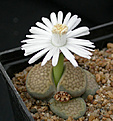 Нажмите на изображение для увеличения.

Название:	Lithops_hallii_C135.jpg
Просмотров:	182
Размер:	84.8 Кб
ID:	319602