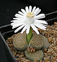 Нажмите на изображение для увеличения.

Название:	Lithops_hallii_C135.jpg
Просмотров:	167
Размер:	84.8 Кб
ID:	319602