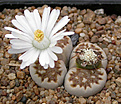 Нажмите на изображение для увеличения.

Название:	Lithops_julii_fuscous.jpg
Просмотров:	166
Размер:	105.3 Кб
ID:	319603