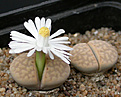 Нажмите на изображение для увеличения.

Название:	Lithops_julii_littlewoodii_C218.jpg
Просмотров:	171
Размер:	78.4 Кб
ID:	319604