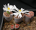 Нажмите на изображение для увеличения.

Название:	Lithops_karasmontana_lateritia.jpg
Просмотров:	156
Размер:	91.3 Кб
ID:	319605