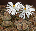 Нажмите на изображение для увеличения.

Название:	Lithops_karasmontana_lericheana_C267.jpg
Просмотров:	188
Размер:	114.4 Кб
ID:	319606