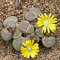 Нажмите на изображение для увеличения.

Название:	Lithops_localis_peersii.jpg
Просмотров:	164
Размер:	153.5 Кб
ID:	319607