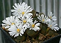 Нажмите на изображение для увеличения.

Название:	Conophytum_friedrichiae_IMG_9014.jpg
Просмотров:	164
Размер:	70.9 Кб
ID:	319608