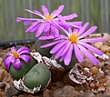 Нажмите на изображение для увеличения.

Название:	Conophytum_minutum_Quaqqaskop_IMG_9036.jpg
Просмотров:	135
Размер:	98.4 Кб
ID:	319612