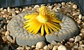 Нажмите на изображение для увеличения.

Название:	Lithops_schwantesii_IMG_9122.jpg
Просмотров:	143
Размер:	75.7 Кб
ID:	319614