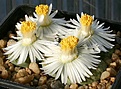 Нажмите на изображение для увеличения.

Название:	Lithops_fulviceps_cv_Aurea_C363_IMG_9096.jpg
Просмотров:	141
Размер:	86.7 Кб
ID:	319615