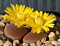 Нажмите на изображение для увеличения.

Название:	Lithops_hookeri_v_subfenestrata_Brunneoviolacea_C19_IMG_9106.jpg
Просмотров:	150
Размер:	79.5 Кб
ID:	319616