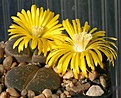 Нажмите на изображение для увеличения.

Название:	Lithops_lesliei_C26_IMG_9112.jpg
Просмотров:	151
Размер:	92.1 Кб
ID:	319617
