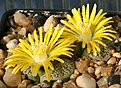 Нажмите на изображение для увеличения.

Название:	Lithops_lesliei_v_venteri_C1_IMG_9116.jpg
Просмотров:	167
Размер:	91.9 Кб
ID:	319618