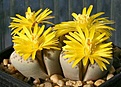 Нажмите на изображение для увеличения.

Название:	Lithops_dinteri_ssp_frederici_C180_IMG_9083.jpg
Просмотров:	153
Размер:	74.6 Кб
ID:	319619