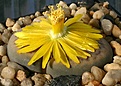 Нажмите на изображение для увеличения.

Название:	Lithops_schwantesii_Gulielmi_C184_IMG_9126.jpg
Просмотров:	171
Размер:	79.1 Кб
ID:	319621