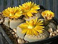 Нажмите на изображение для увеличения.

Название:	Lithops_schwantesii_Unic_IMG_9136.jpg
Просмотров:	136
Размер:	85.6 Кб
ID:	319622