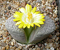 Нажмите на изображение для увеличения.

Название:	Lithops_herrei_C235.jpg
Просмотров:	131
Размер:	95.5 Кб
ID:	319626