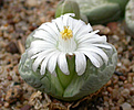 Нажмите на изображение для увеличения.

Название:	Lithops_marmorata.jpg
Просмотров:	141
Размер:	71.3 Кб
ID:	319628