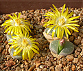 Нажмите на изображение для увеличения.

Название:	Lithops_olivacea_PV986.jpg
Просмотров:	112
Размер:	100.7 Кб
ID:	319629