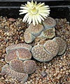 Нажмите на изображение для увеличения.

Название:	Lithops_verruculosa_C95.jpg
Просмотров:	130
Размер:	100.0 Кб
ID:	319630