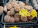 Нажмите на изображение для увеличения.

Название:	Lithops_coleorum.jpg
Просмотров:	128
Размер:	152.8 Кб
ID:	319632