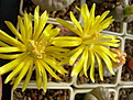 Нажмите на изображение для увеличения.

Название:	lithops1.jpg
Просмотров:	183
Размер:	169.8 Кб
ID:	319650