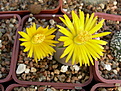 Нажмите на изображение для увеличения.

Название:	lithops2.jpg
Просмотров:	183
Размер:	180.5 Кб
ID:	319651