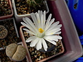 Нажмите на изображение для увеличения.

Название:	lithops3.jpg
Просмотров:	180
Размер:	121.6 Кб
ID:	319652
